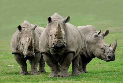 John X Safaris