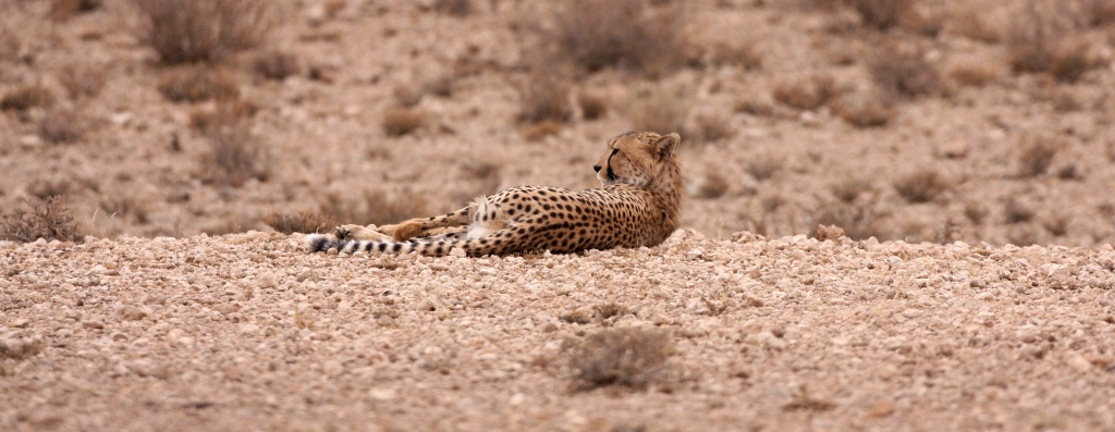 john x safaris