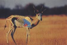 Springbok Shot Placement