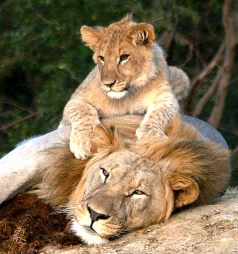 male lion & cub - sharp John X Safaris
