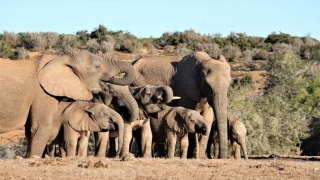 John X Safaris